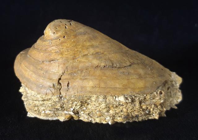 Velates perversus (GMELIN 1791) - Bild © FossNet FossilienStore
